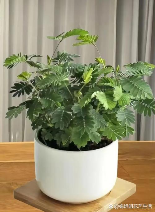 鲁大师影院在线观看的相关介绍